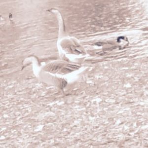 Meet your Posher, London